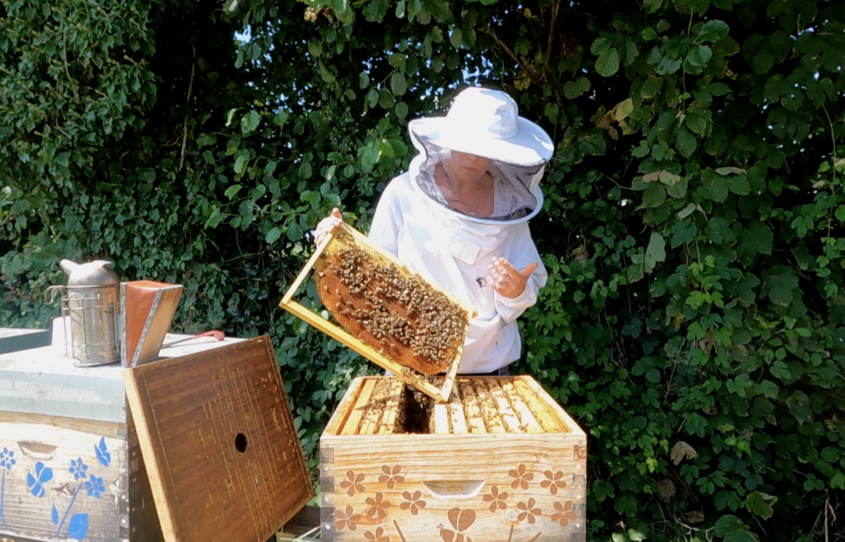 Miel : une « bonne » récolte annoncée en 2023